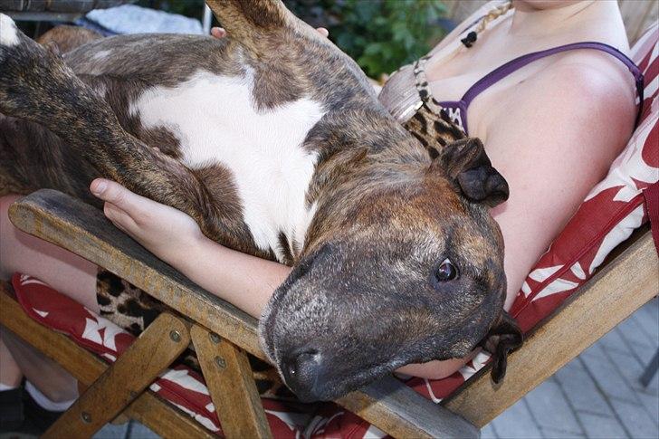 Bullterrier Buller billede 10