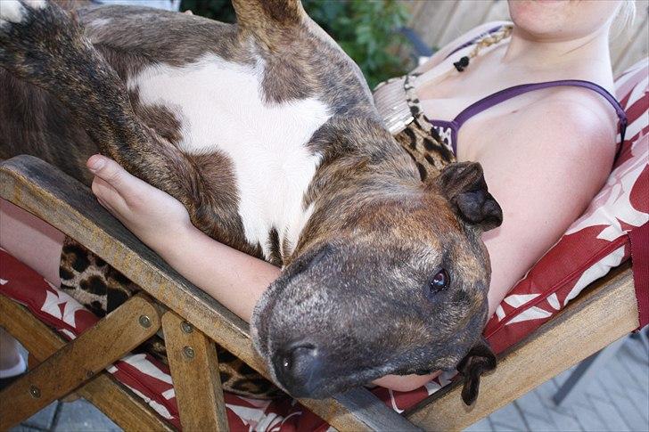 Bullterrier Buller billede 11