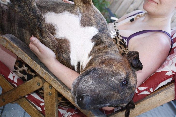 Bullterrier Buller billede 12