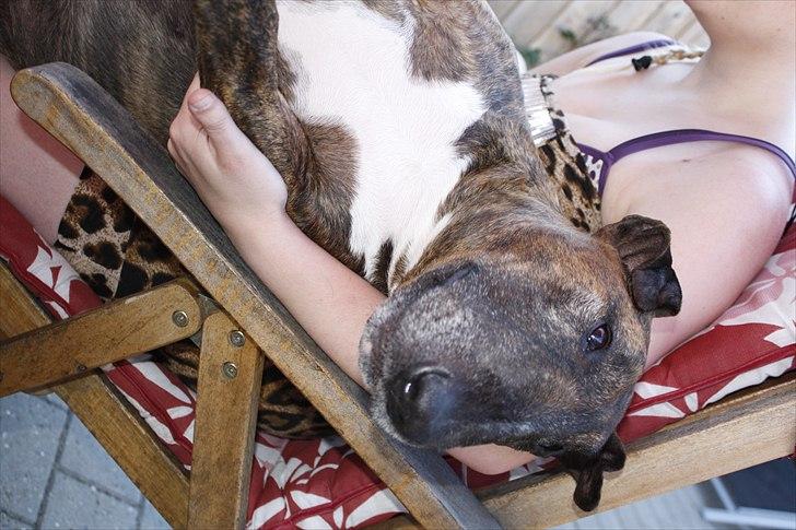 Bullterrier Buller billede 13