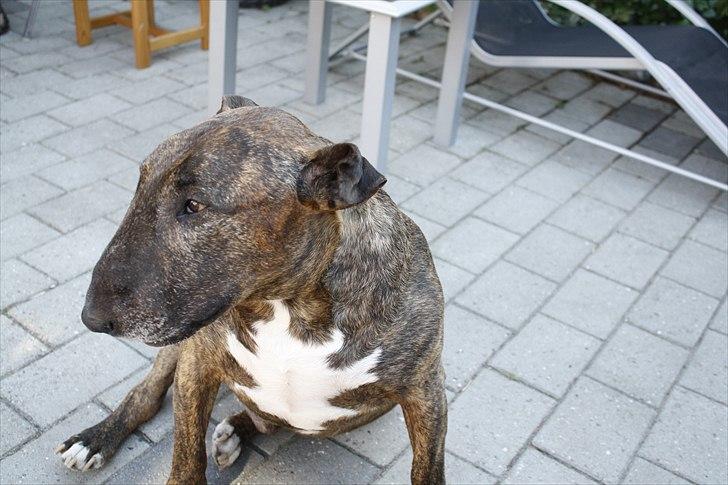 Bullterrier Buller billede 15