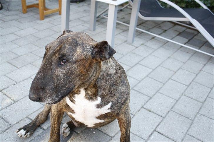 Bullterrier Buller billede 16