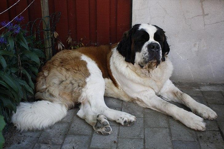 Sankt bernhardshund Fie billede 1