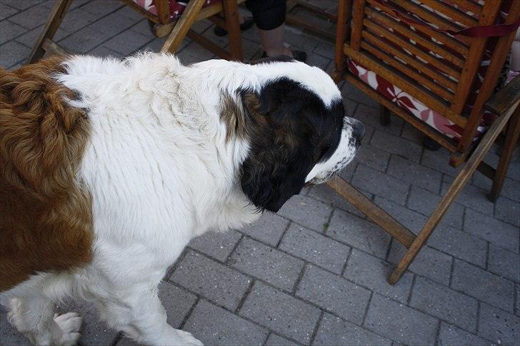 Sankt bernhardshund Fie billede 2