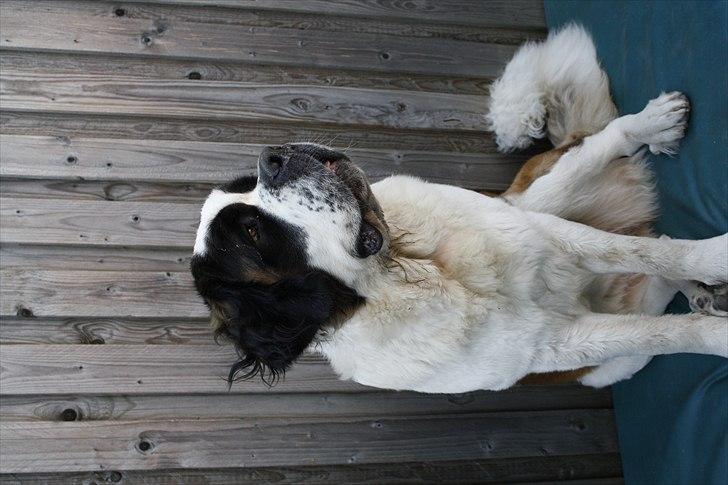 Sankt bernhardshund Fie billede 3