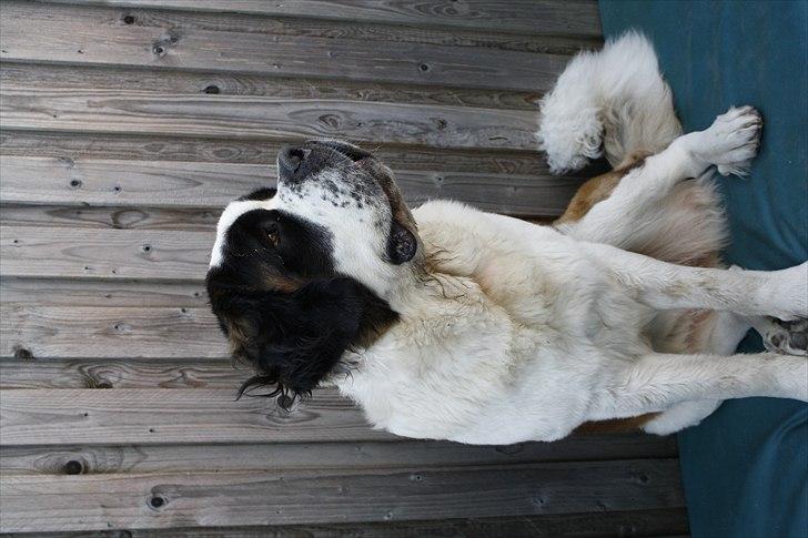 Sankt bernhardshund Fie billede 4