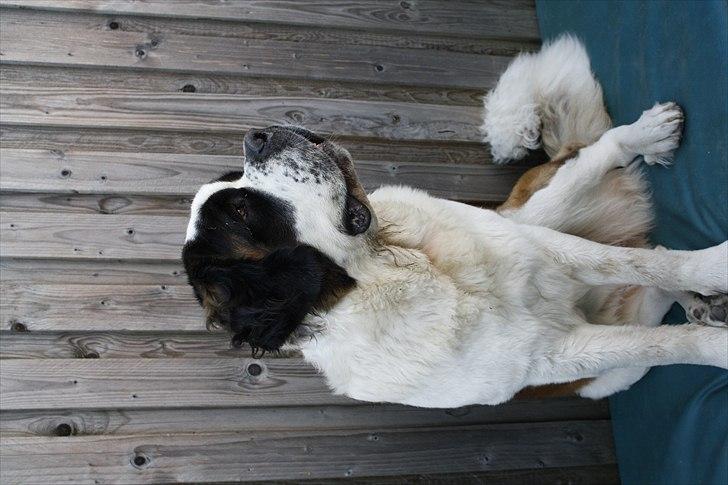 Sankt bernhardshund Fie billede 5