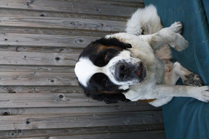 Sankt bernhardshund Fie billede 6