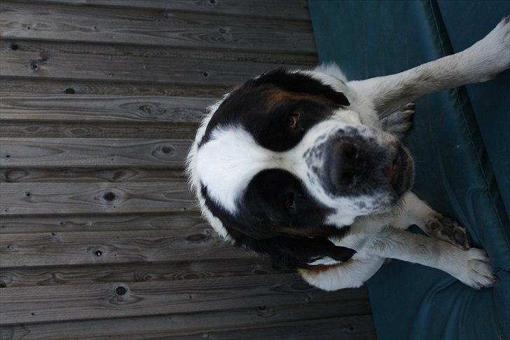 Sankt bernhardshund Fie billede 7