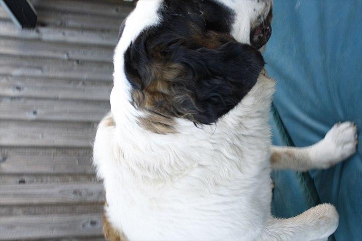 Sankt bernhardshund Fie billede 8