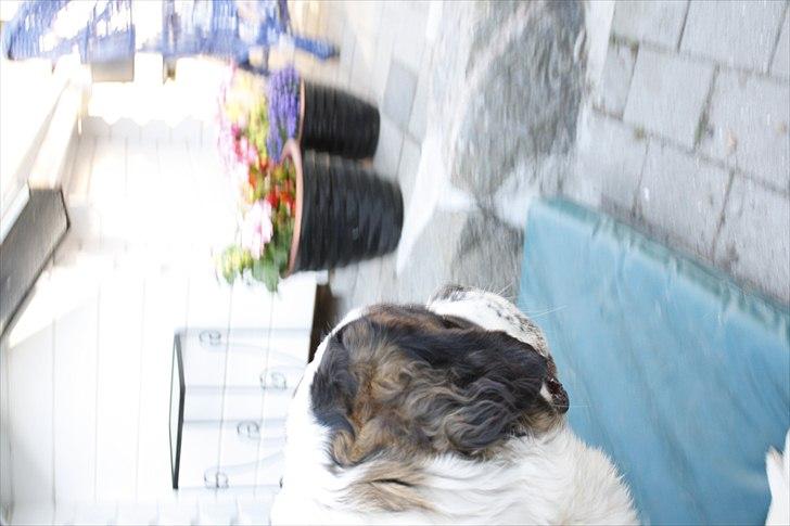 Sankt bernhardshund Fie billede 9