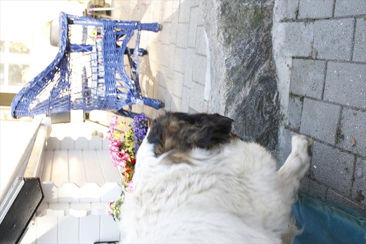 Sankt bernhardshund Fie billede 10