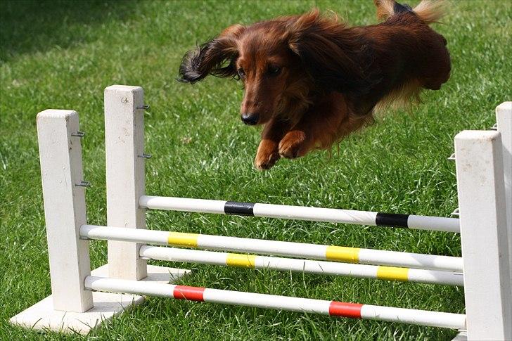 Dværggravhund Abeline billede 13