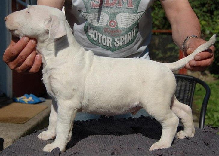 Bullterrier "Hugo"  billede 1