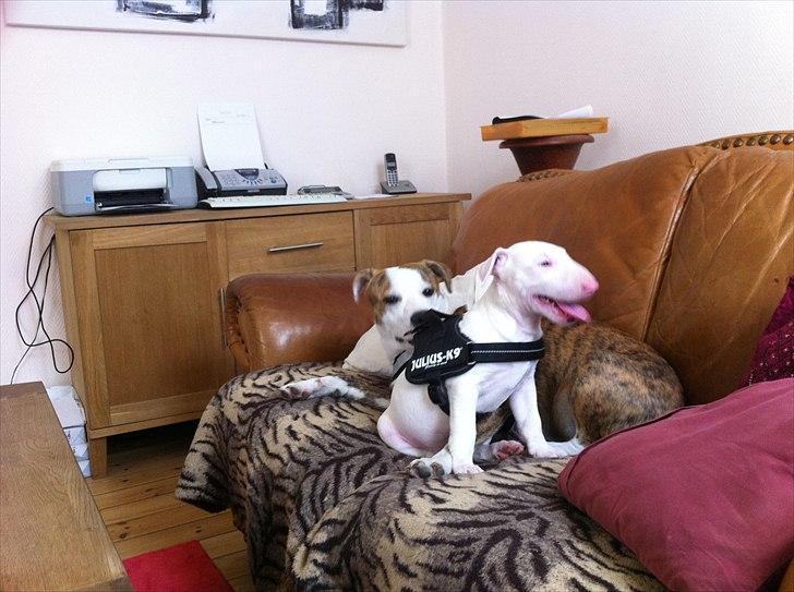 Bullterrier "Hugo"  billede 6