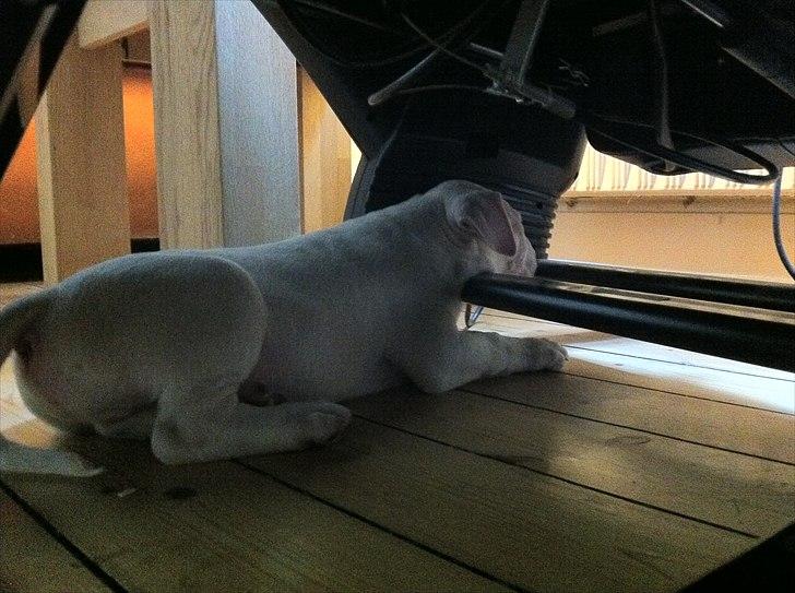 Bullterrier "Hugo"  billede 7