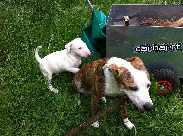 Bullterrier "Hugo"  billede 8