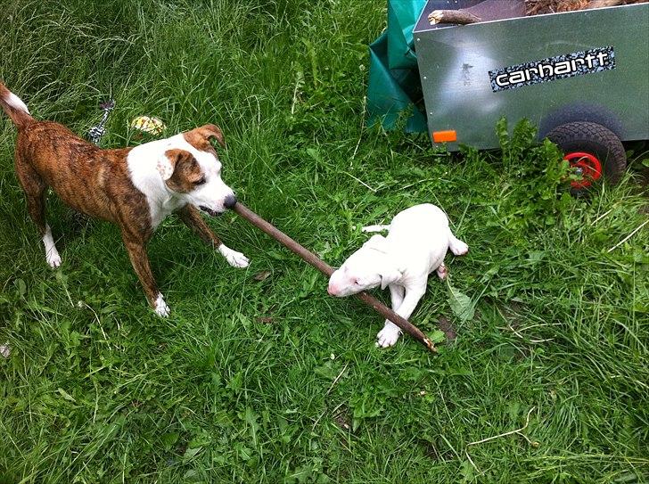 Bullterrier "Hugo"  billede 9