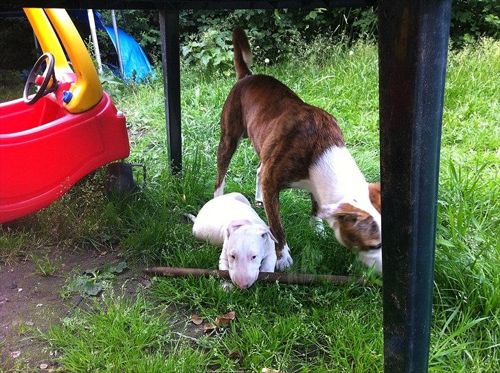 Bullterrier "Hugo"  billede 10