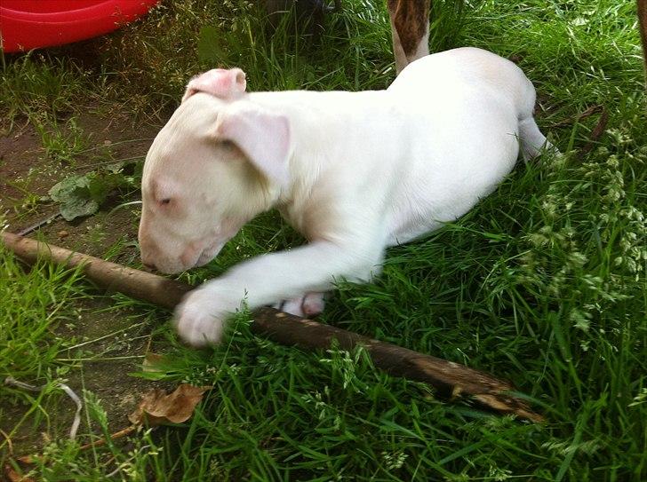 Bullterrier "Hugo"  billede 11