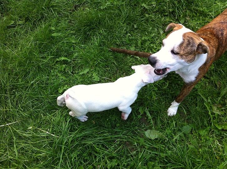 Bullterrier "Hugo"  billede 12