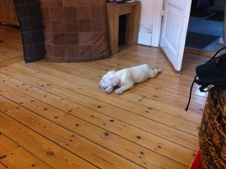 Bullterrier "Hugo"  billede 5