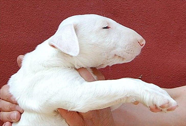 Bullterrier "Hugo"  billede 2