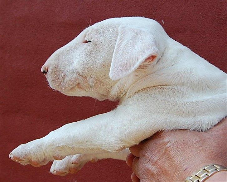 Bullterrier "Hugo"  billede 13