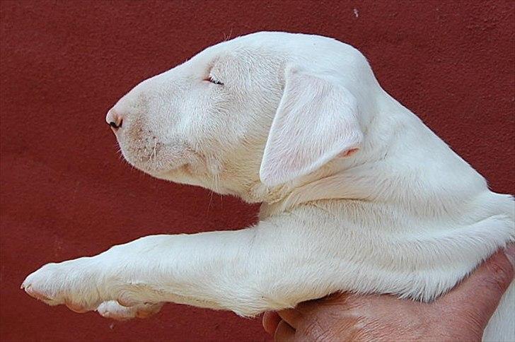 Bullterrier "Hugo"  billede 3