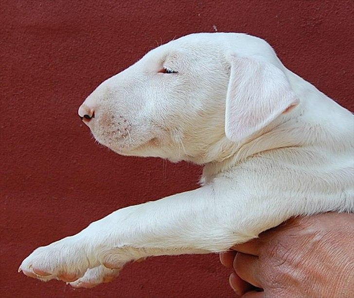 Bullterrier "Hugo"  billede 4