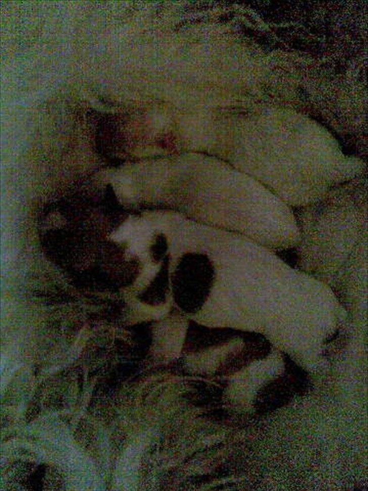 Coton de tulear hunde hvalpene  billede 9