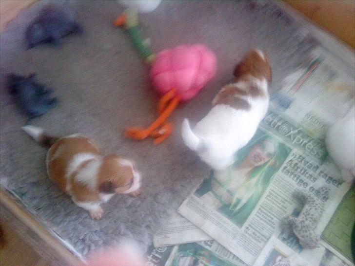 Coton de tulear hunde hvalpene  billede 10