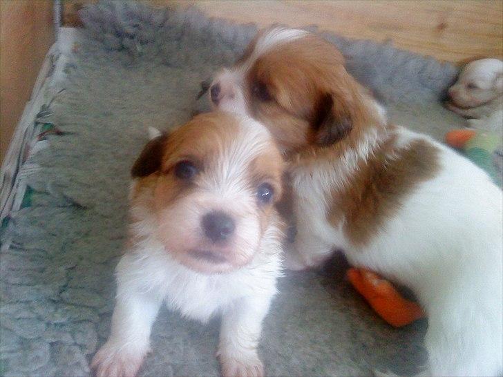 Coton de tulear hunde hvalpene  billede 11