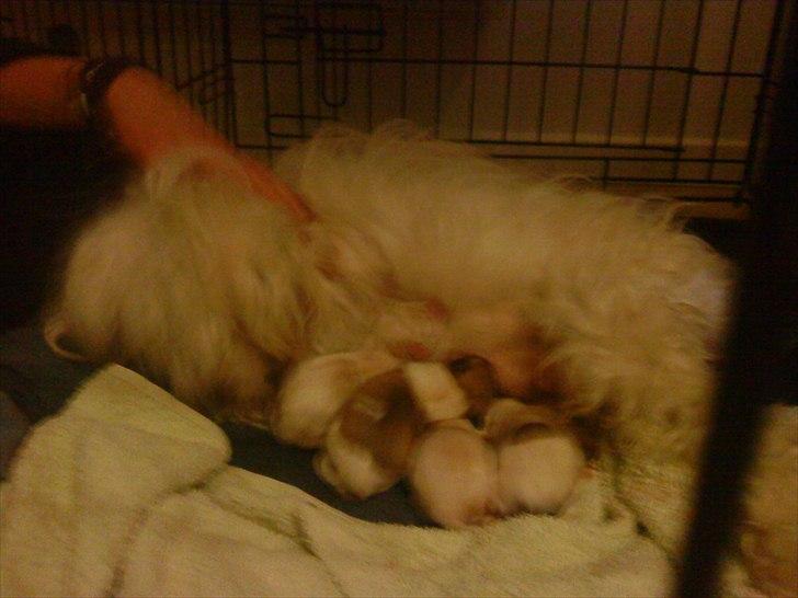 Coton de tulear hunde hvalpene  billede 12