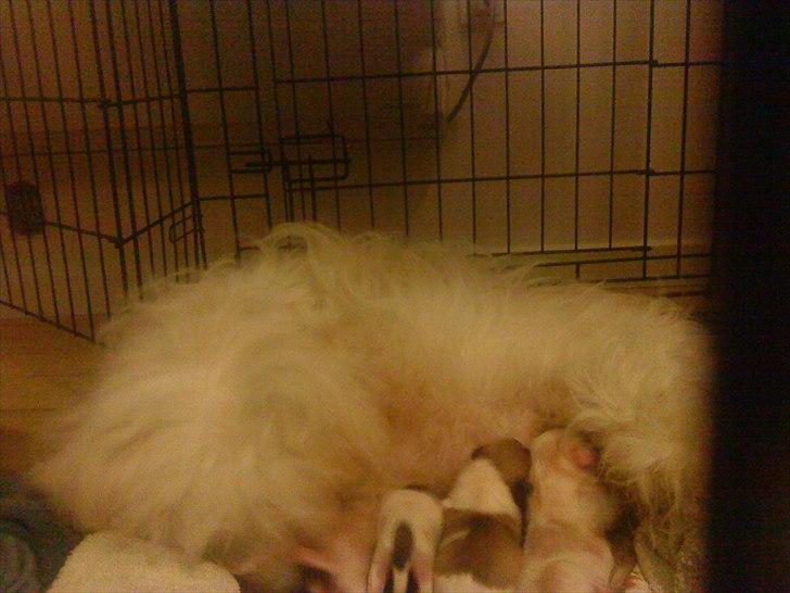 Coton de tulear hunde hvalpene  billede 13