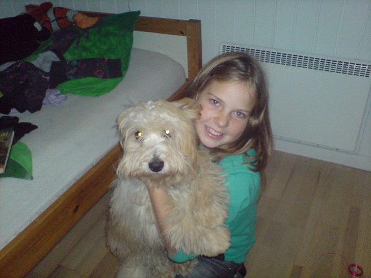 Coton de tulear nemo - han er bare min beste ven <3 billede 19