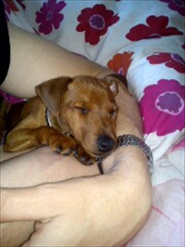 Dvaergpinscher Joey billede 1