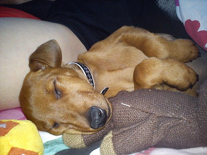 Dvaergpinscher Joey billede 2