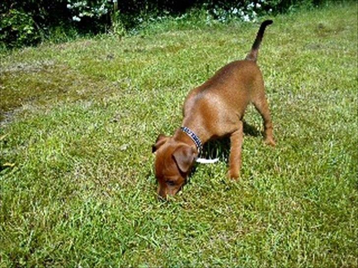 Dvaergpinscher Joey billede 3