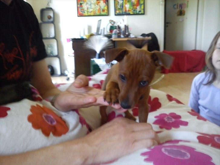 Dvaergpinscher Joey billede 4