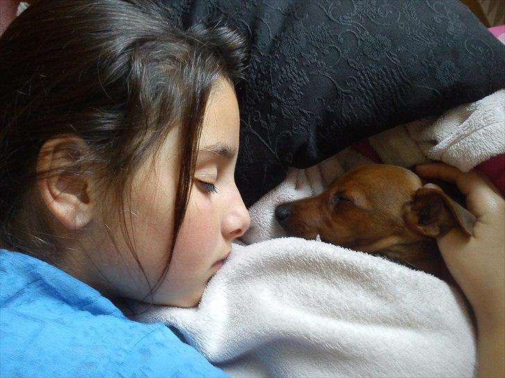 Dvaergpinscher Joey billede 5