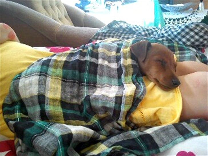 Dvaergpinscher Joey billede 6