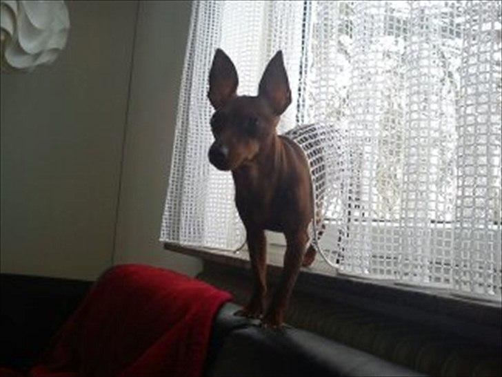 Dvaergpinscher Kika - Det er Kika der står i  vinduskammen om vintern fordi det er varm der oppe:D billede 1