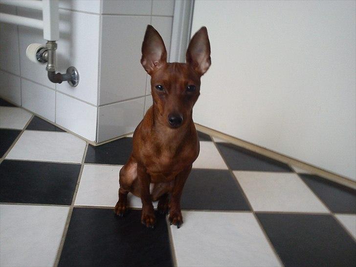 Dvaergpinscher Kika - Kika der står i badeværelset, som står og små sover =D billede 2