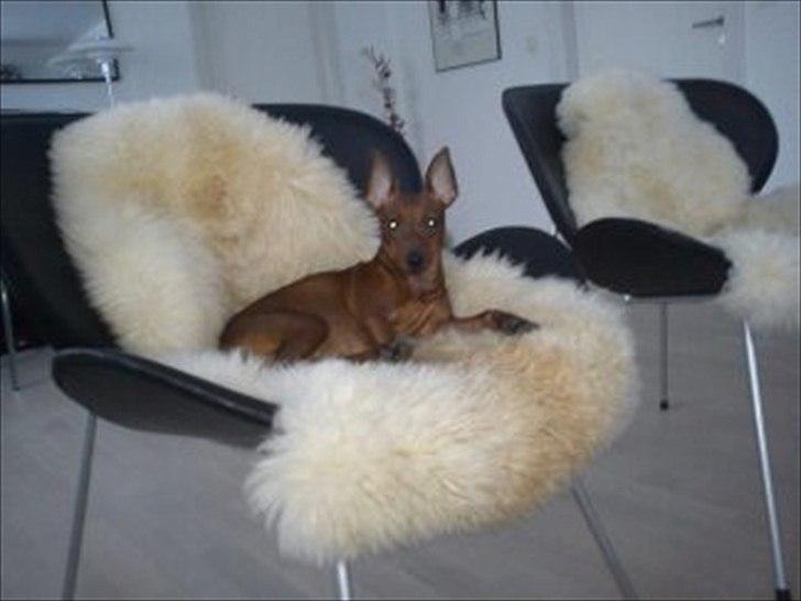 Dvaergpinscher Kika - Her er vores landestol med fårskin som Kika elsker at ligge på fordi hun elsker varme:) billede 3