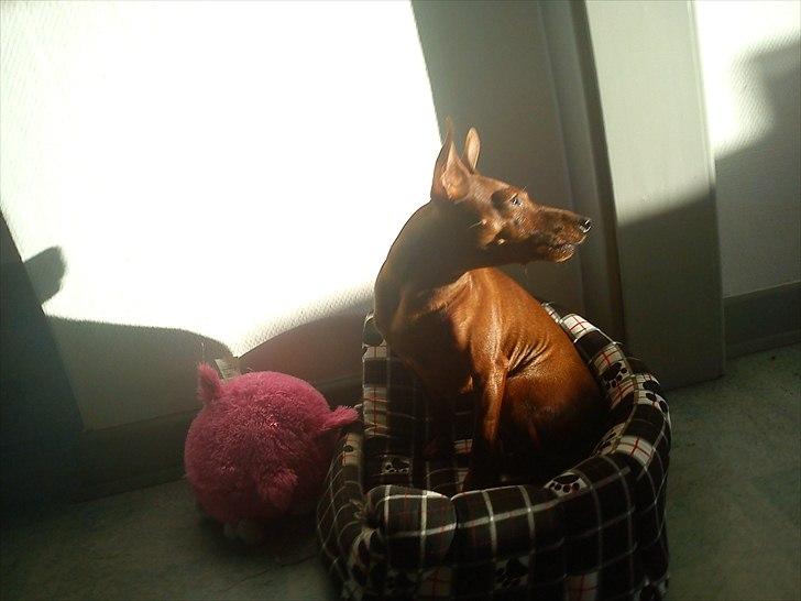 Dvaergpinscher Kika - Her står hun på sit hus for at kunne nå solstrålen:O billede 4
