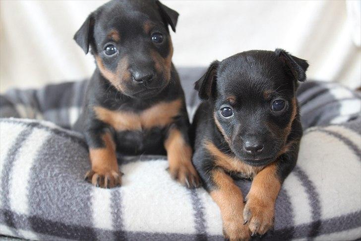 Dvaergpinscher Liva billede 9