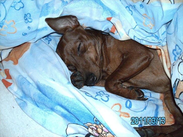 Dvaergpinscher Kika - Kika lige når den er stået op:) billede 5