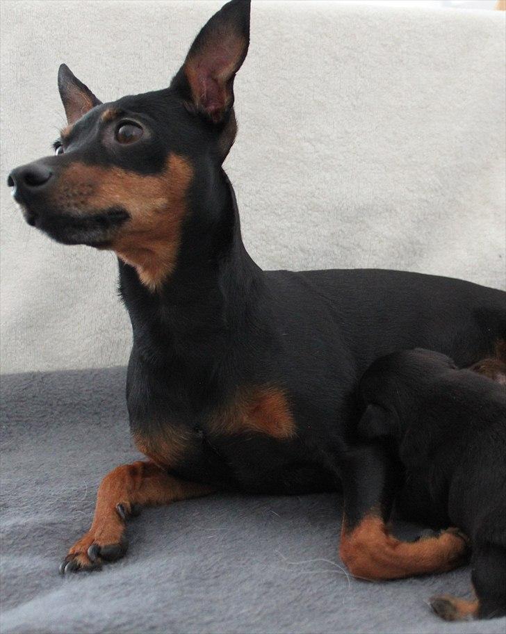 Dvaergpinscher Liva billede 10