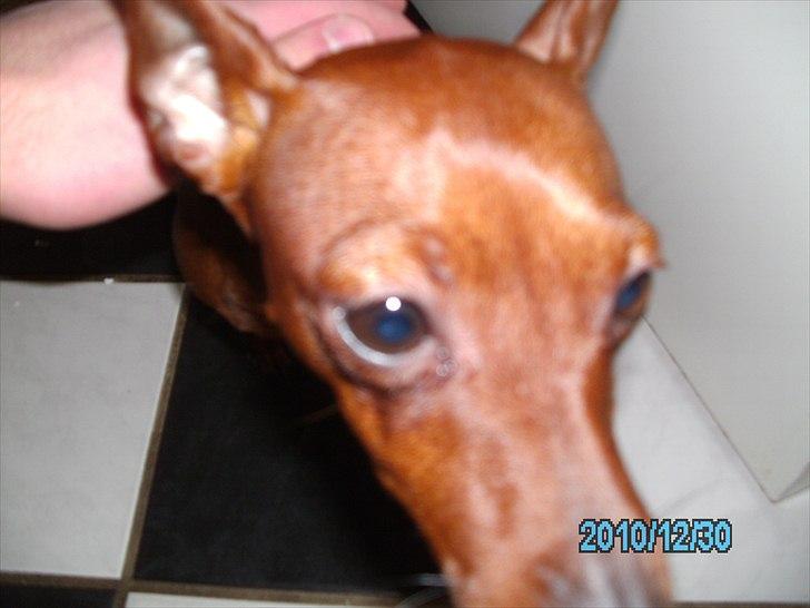 Dvaergpinscher Kika - Godt billede den elsker min kamara :D billede 6